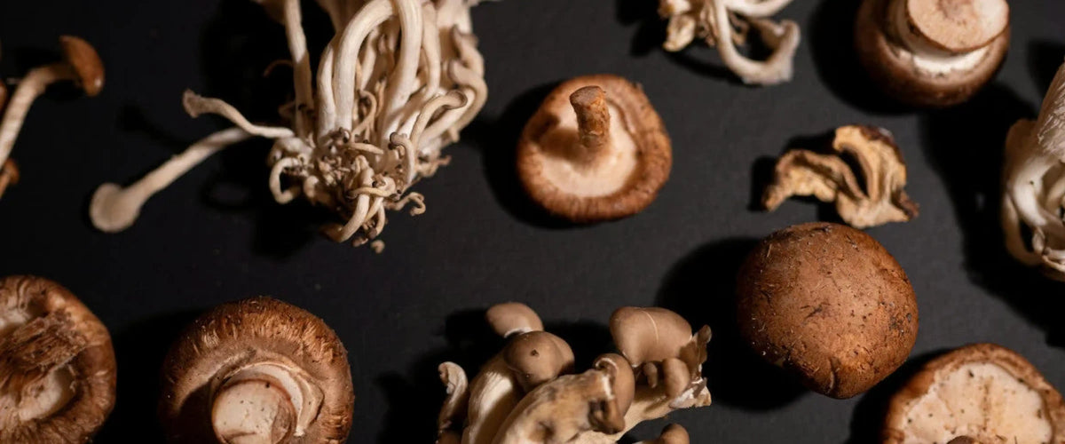 Are Mushrooms Adaptogens? All About Functional Mushrooms and Adaptogens